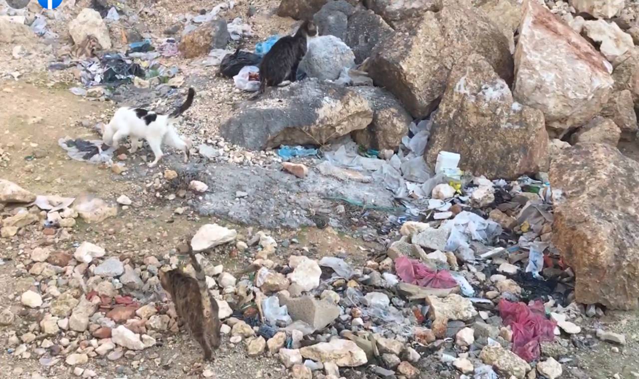 SOKAK KEDİLERİ EZİYETTEN KURTARILDI