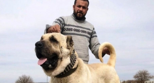 Urfa Gureğh Çoban Köpekleri