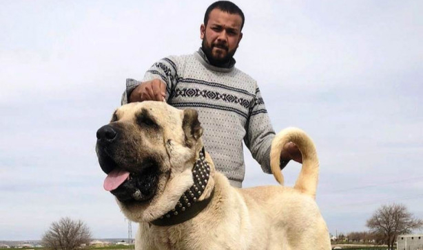 Urfa Gureğh Çoban Köpekleri