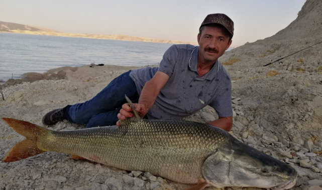 Fırat Baraj Göletinde yakalanan dev balıklar