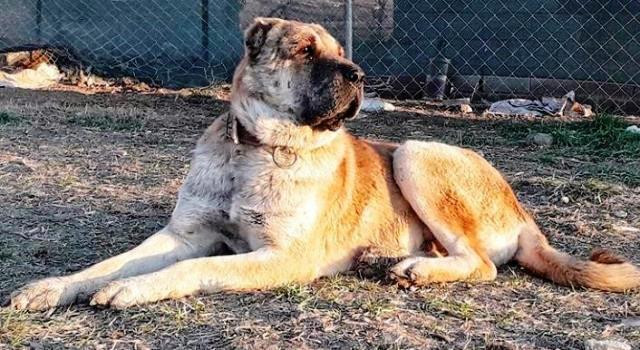 Urfa Gureğh Çoban Köpekleri