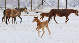 Safkan atların yavruları doğmaya başladı