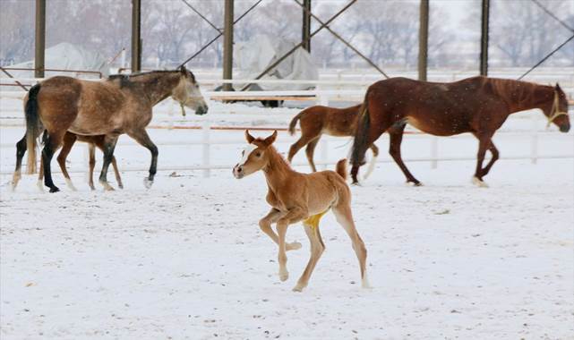 Safkan atların yavruları doğmaya başladı