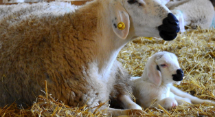 Koyunlar ve kuzuları