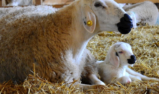 Koyunlar ve kuzuları