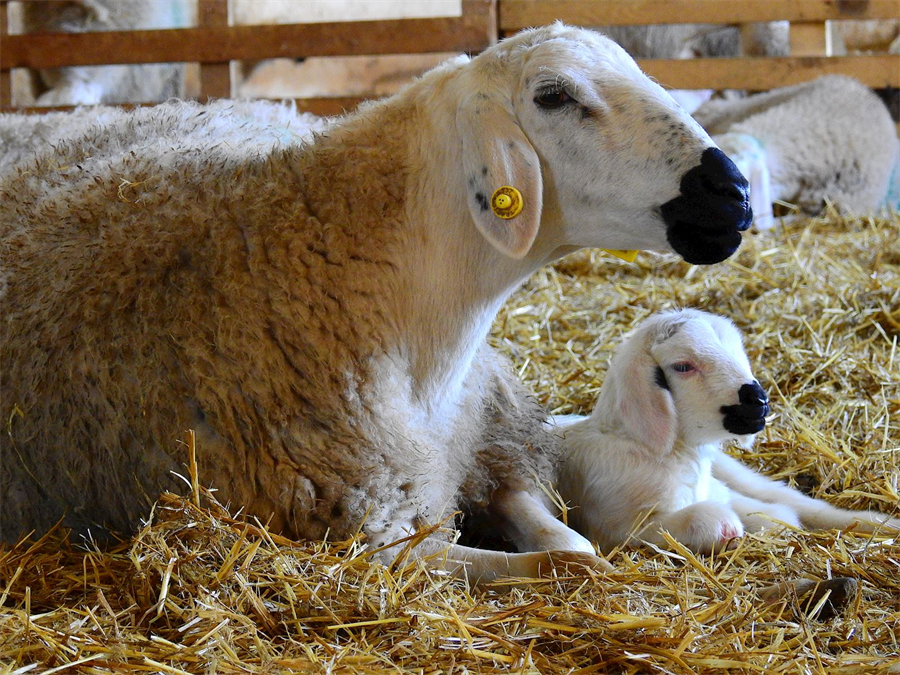 Koyunlar ve kuzuları