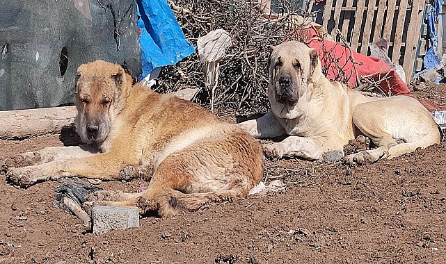 Urfa guregh çoban köpekleri fotoğrafları