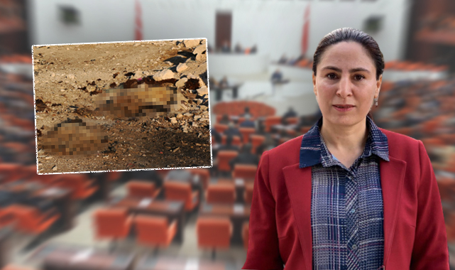 Birecik'te hayvanların telef olduğu mahallenin su sorunu meclise taşındı