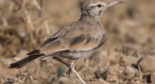 İbibik Toygarı Şanlıurfa'da görüldü