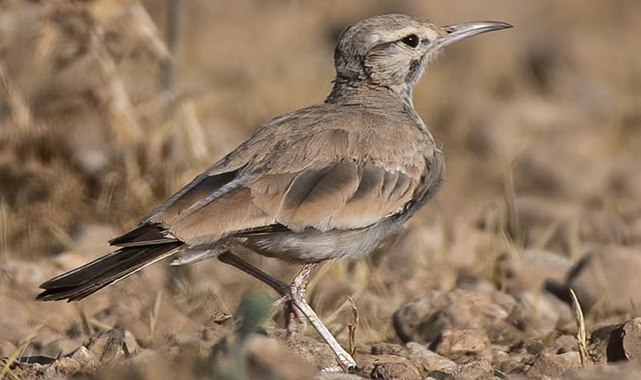 İbibik Toygarı Şanlıurfa'da görüldü