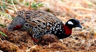 Koruma altındaki kuşu vuran şahsa ceza yağdı