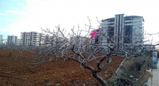 Şanlıurfa'da fıstık ağaçları betona kurban ediliyor