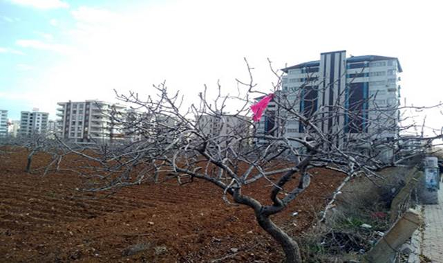 Şanlıurfa'da fıstık ağaçları betona kurban ediliyor