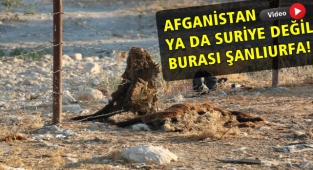 Şanlıurfa'da pes dedirten görüntüler! İçme suyu yok