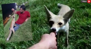 Şanlıurfalı Hanifi ile tilkinin arkadaşlığı şaşırtıyor