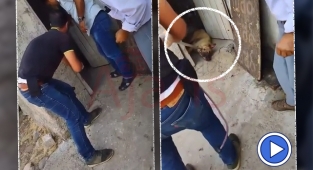 Siverek'te tepki çeken görüntü: Sürüklenerek götürüldü