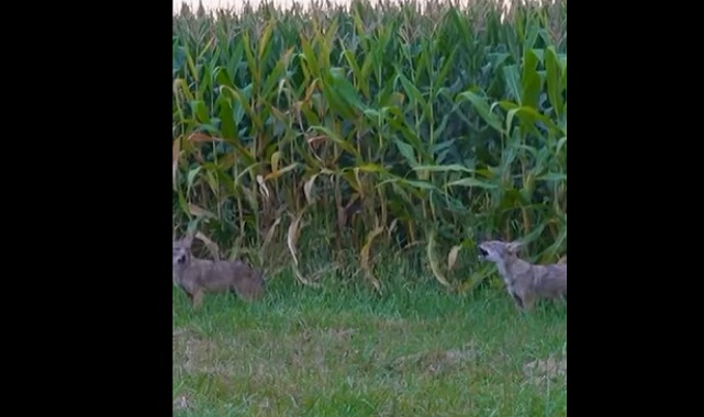 Suruç’ta görüldüler! Ne oldukları merak konusu oldu