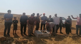 Urfa'nın ilçesinde çekirgeler artınca devreye keklikler girdi