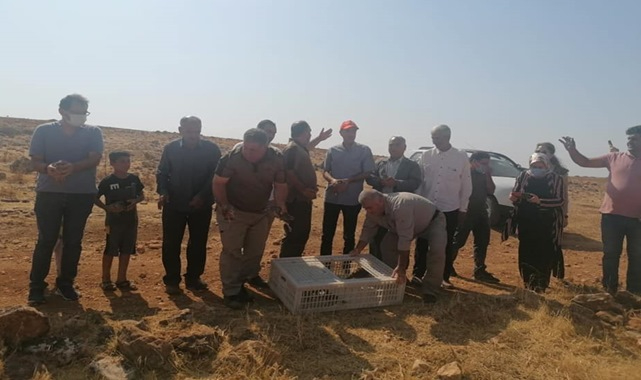 Urfa'nın ilçesinde çekirgeler artınca devreye keklikler girdi