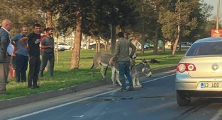 Viranşehir’de otomobil yola çıkan merkebe çarptı