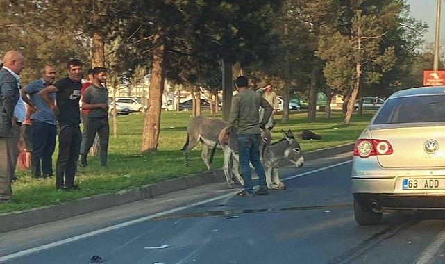 Viranşehir’de otomobil yola çıkan merkebe çarptı