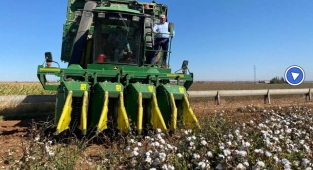 Beyaz altında hasat devam ediyor