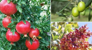 Bozova'da 50 bin meyve fidanı dağıtılacak