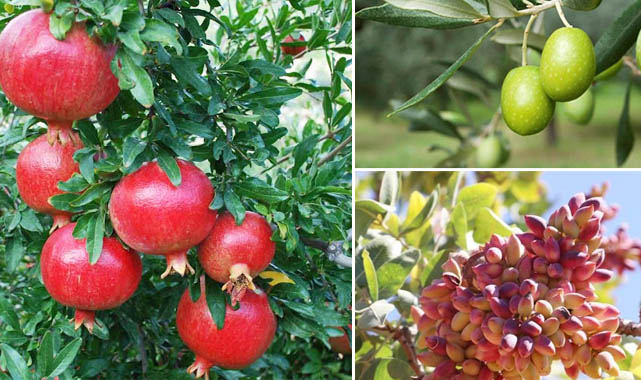 Bozova'da 50 bin meyve fidanı dağıtılacak