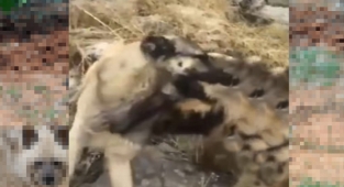 Çizgili Sırtlanı köpeğe boğdurdular