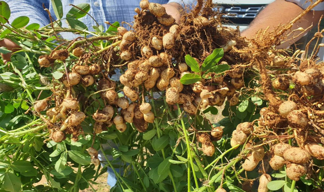 Doğu Akdenizin tescilli ürünü  Urfa'da yetiştirildi