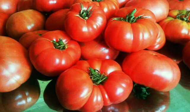 Domates ihracatta zirveye oturdu