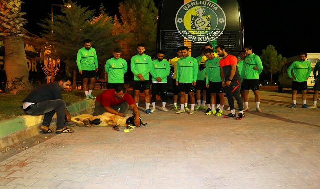 Futbolcuları kurban keserek karşıladılar