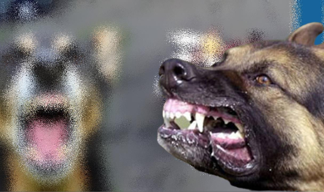 Haliliye'de köpek saldırısı! 2 yaralı