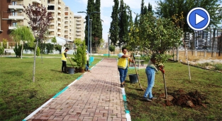 Haliliye’de yüzlerce ağaç dikildi