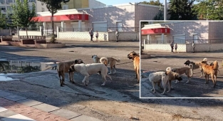 Hilvan'da sokak köpekleri vatandaşı tedirgin ediyor