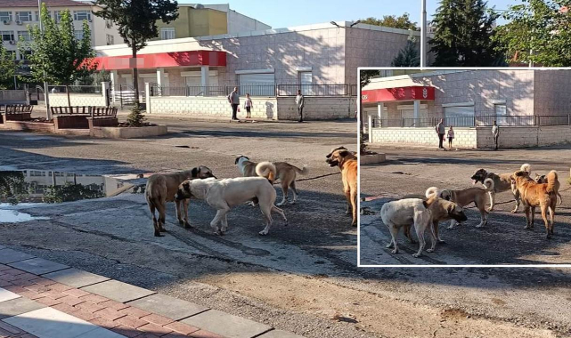 Hilvan'da sokak köpekleri vatandaşı tedirgin ediyor