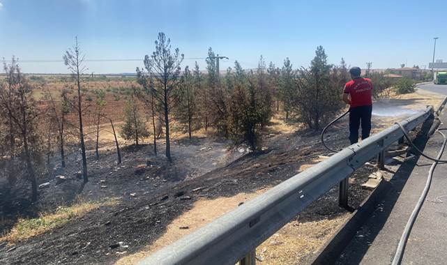 Şanlıurfa'da ağaçlık alanda yangın! İtfaiye müdahale etti