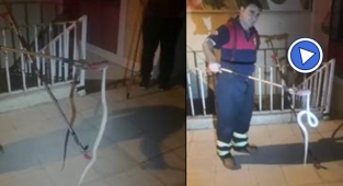 Şanlıurfa'da avukatlık bürosuna yılan girdi