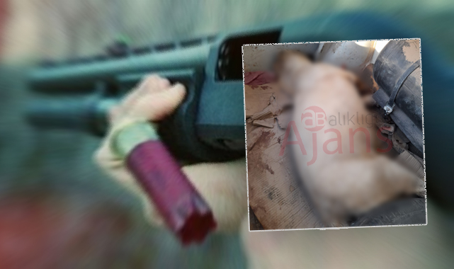 Şanlıurfa'da dehşete düşüren olay