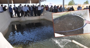 Şanlıurfa'da üretilen yavru balıklar baraja can verecek