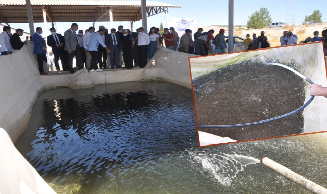Şanlıurfa'da üretilen yavru balıklar baraja can verecek