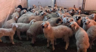 Şanlıurfa hayvancılık alanında da söz sahibi oldu