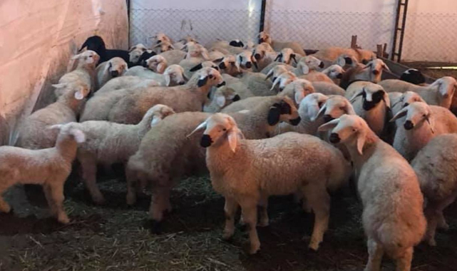 Şanlıurfa hayvancılık alanında da söz sahibi oldu