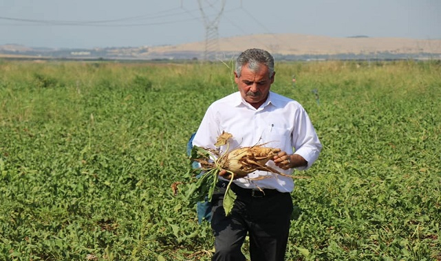 Urfa'da ekim alanı artıyor! Alım fiyatı belli oldu