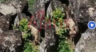 Siverek'te çizgili sırtlan görüldü