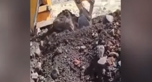 Siverek'te kuduz vakası! Hayvanlar toprağa gömüldü