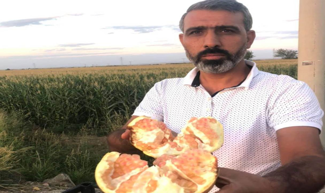 Suruç narının faydaları saymakla bitmiyor