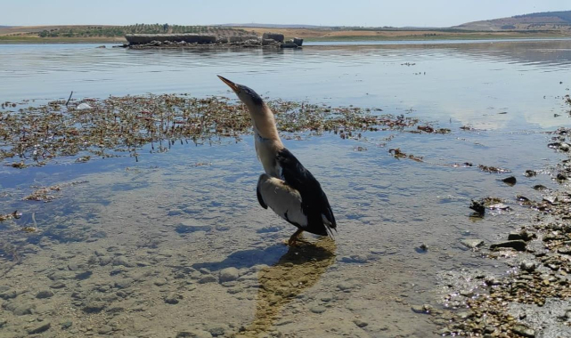 Tedavisi biten Balaban Kuşu doğaya salındı