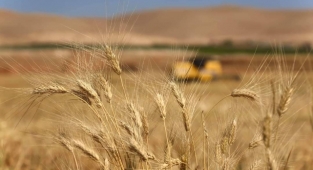 Veriler açıklandı: En çok Urfa'da üretiliyor