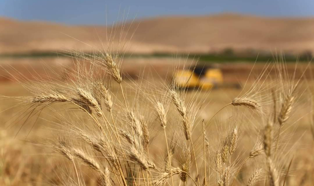 Veriler açıklandı: En çok Urfa'da üretiliyor